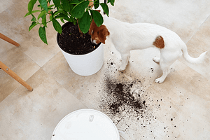 Cleaning Tips for Pet Stains and Odors